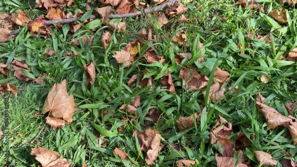 Dry leaves on green grass, in early autumn Dry leaves on green grass, in early autumn