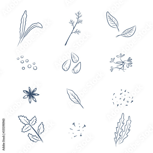 Spices collection. Spices set. Natural seasoning and culinary ingredient. Vector illustration isolated on white background