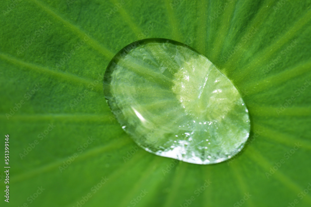 Fototapeta premium 蓮の葉の水玉