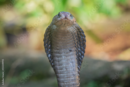 A javan spitting cobra naja sputatrix spreading its hood to intimidate enemy, cobra often being a threat in a settlement in indonesia 