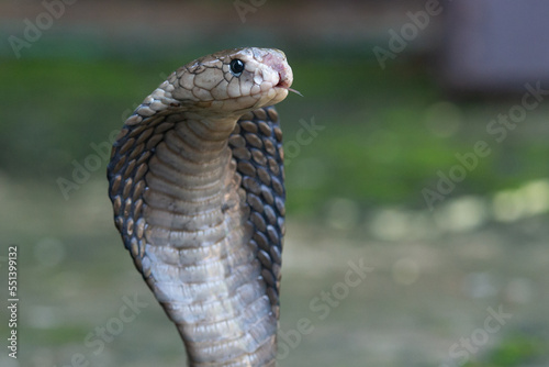 A javan spitting cobra naja sputatrix spreading its hood to intimidate enemy, cobra often being a threat in a settlement in indonesia 