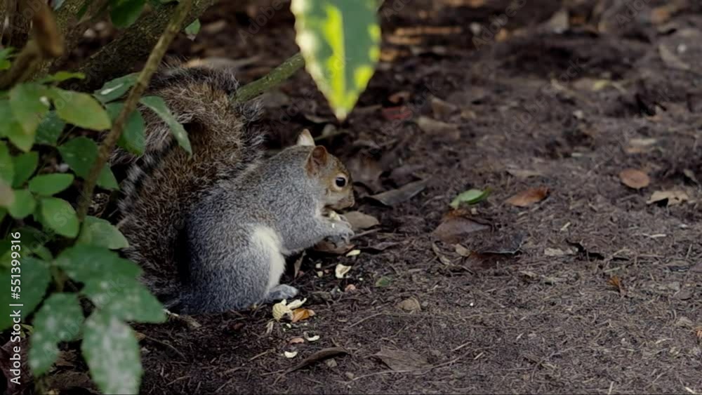 Grey squirrel eating in the nature Grey squirrel eating in the nature