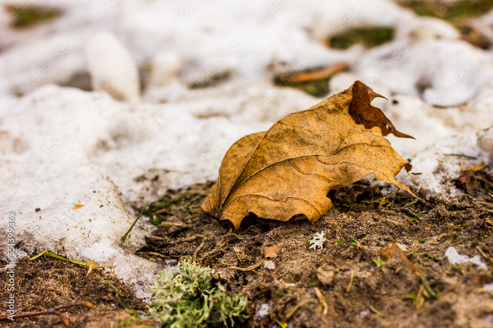 orange-brown dry twisted maple leaf fallen on brown ground covered with white snow and ice with a texture taken from ground level during the day in autumn or winter