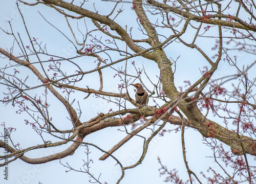 Northern Flicker