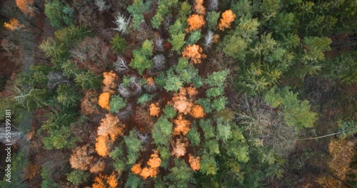 Colorful autumn forest in Czech Republic from drone topdown