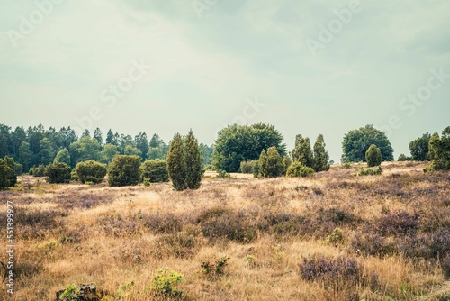 Yellow Apodasmia similis and green trees around cloudy gloomy sky background photo