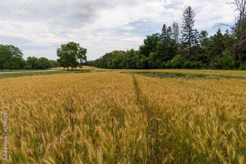 A Field Of Barley Or Wheat Approaching Harvest