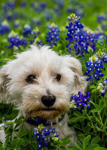 Dog in a Field of Bluebonnets