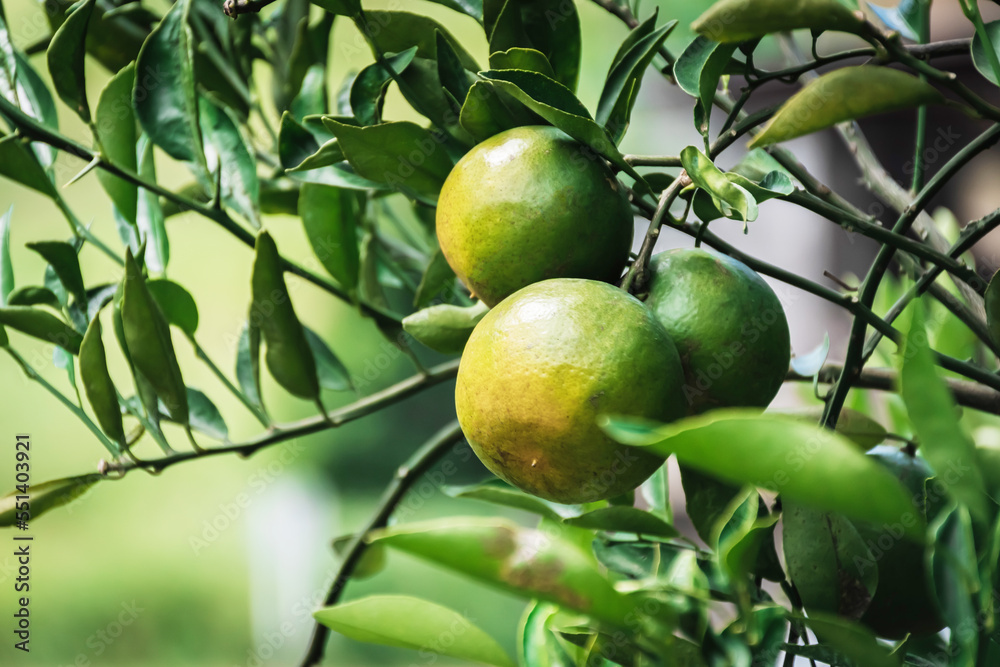 Closeup of satsumas Bang Mot tangerine ripening on tree