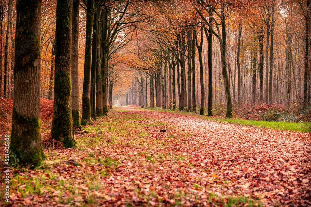 custom made wallpaper toronto digitalWalking path in the forest