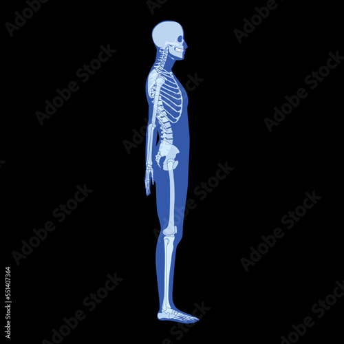 X-Ray Skeleton Human body - hands, legs, chests, heads, vertebra, pelvis, Bones adult people roentgen side view. 3D realistic flat blue color concept Vector illustration of medical anatomy isolated