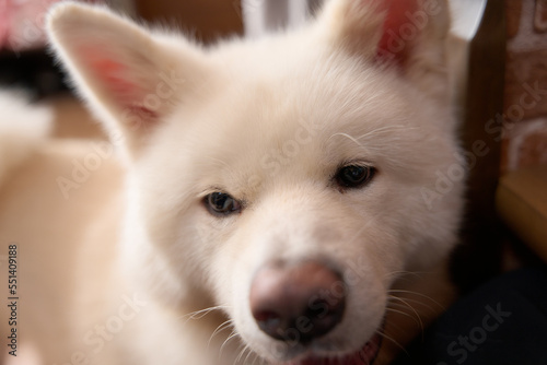 白の秋田犬のポートレート © satoshi.o