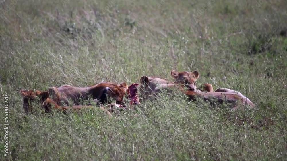 Pride of wild lionesses eating and pulling hunted wildebeest killed in Serengeti National Park Pride of wild lionesses eating and pulling hunted wildebeest killed in Serengeti National Park