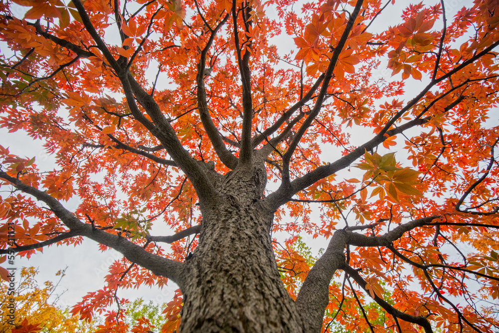 Obraz premium Foliage of Autumn, Montreal, Canada