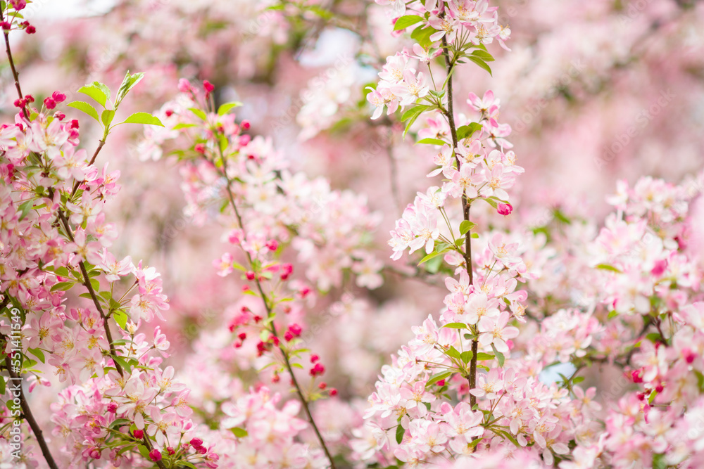 sakura outdoors in city park