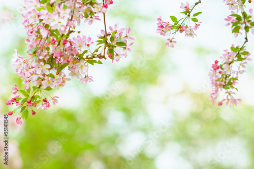 Closeup on sakura outdoors in city park © Alliance