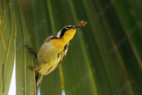 Obraz na plátně A yellow-throated warbler (Setophaga dominica), a cute, small bird, catches a spider in a palm tree in Sarasota County, Florida