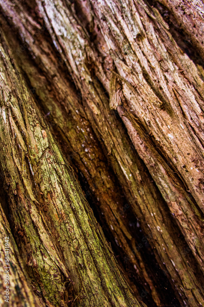 Details of the texture and pattern of a tree trunk with moss Details of the texture and pattern of a tree trunk with moss