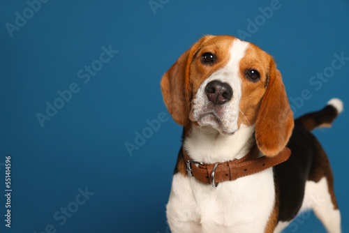 Adorable Beagle dog in stylish collar on dark blue background. Space for text photo