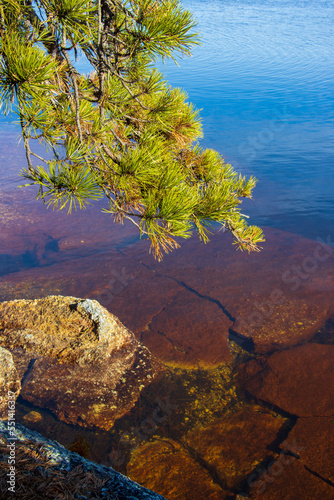 Fototapeta Naklejka Na Ścianę i Meble -  pine branch over blue and rock