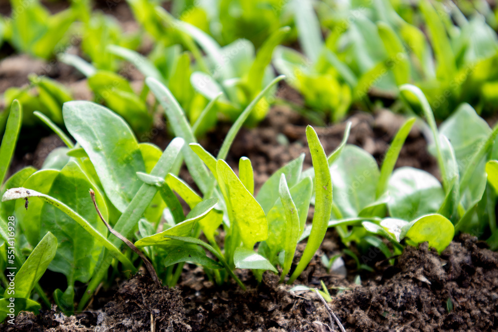 Sprouts of spinach growing in the garden. The concept of healthy eating. Sprouts of spinach growing in the garden. The concept of healthy eating.