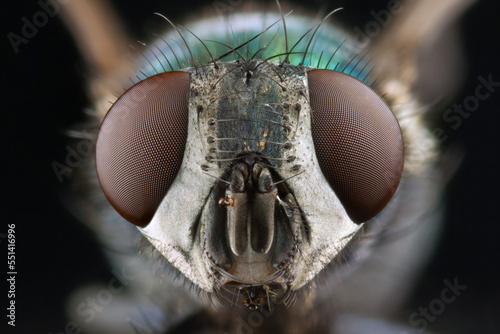 Fotografija Macro frontal closeup of the head of a house fly