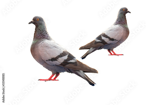full body of standing pigeon bird, pidgeon isolated on white background, clipping path include, PNG file photo