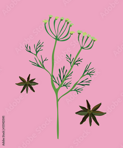 peruvian anise vector illustration