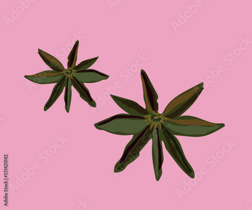 anise vector illustration