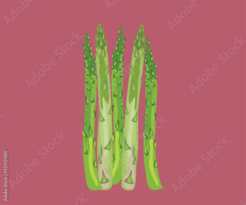 asparagus vector illustration