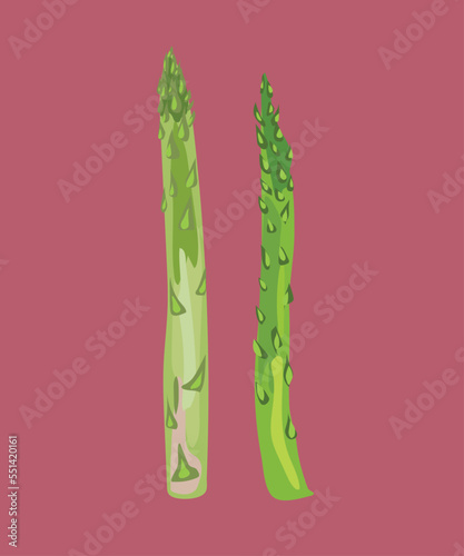 peruvian asparagus vector illustration