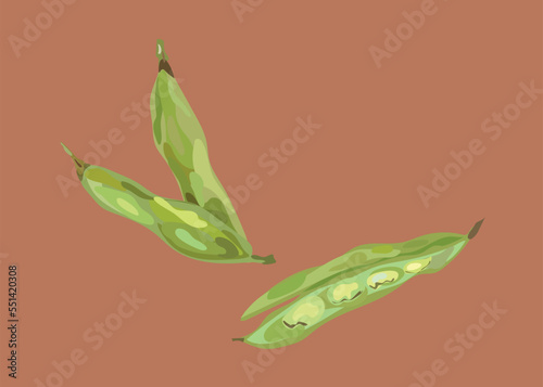 habas peruvian beans vector illustration