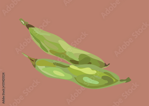 habas peruvian beans vector illustration