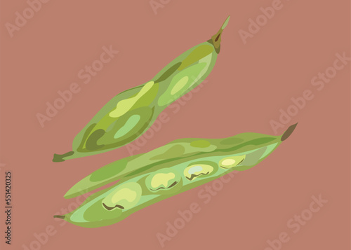 habas peruvian beans illustration