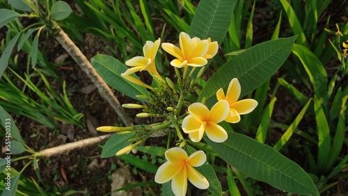 Cambodia Flower  Plumeria  or common name Frangipani with blurred background.