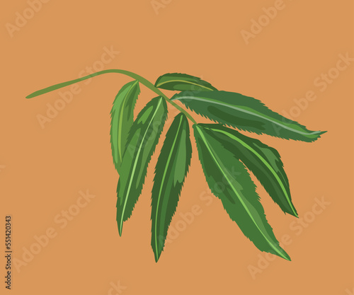black peruvian mint vector illustration