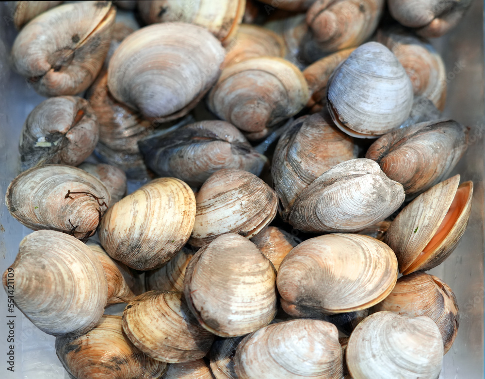close up on fresh clam as seafood background