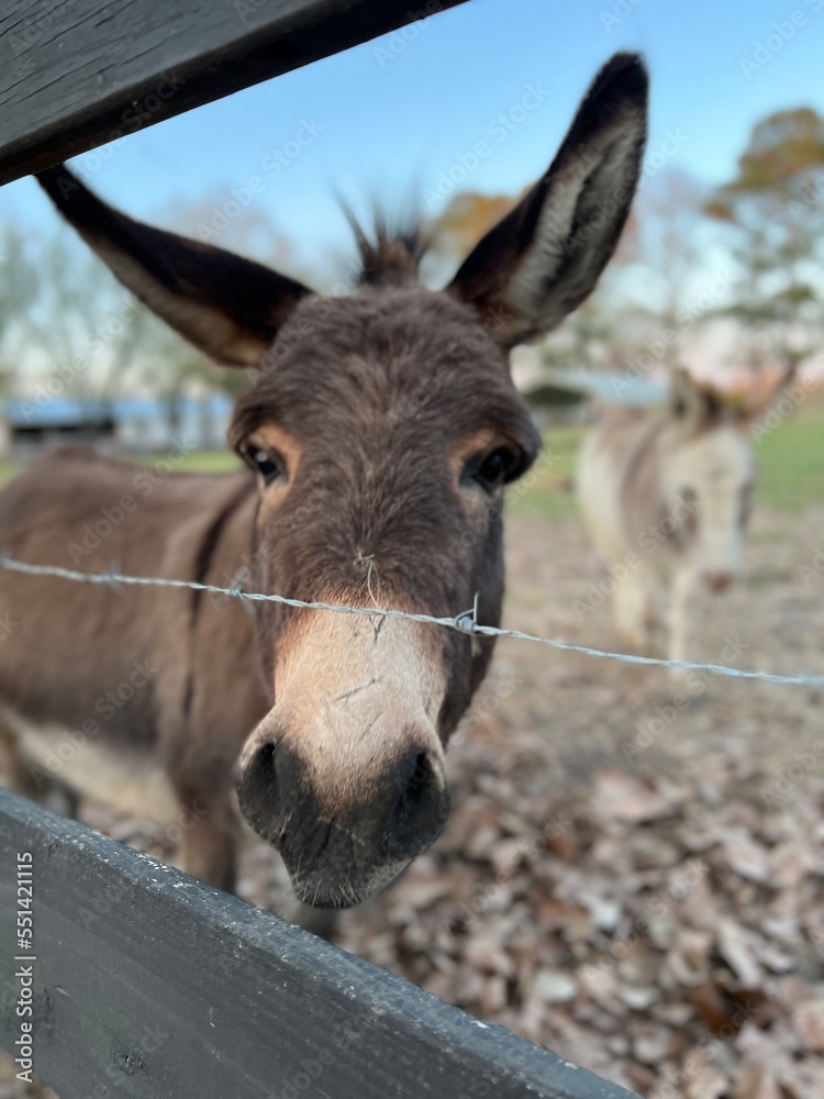 portrait of a donkey