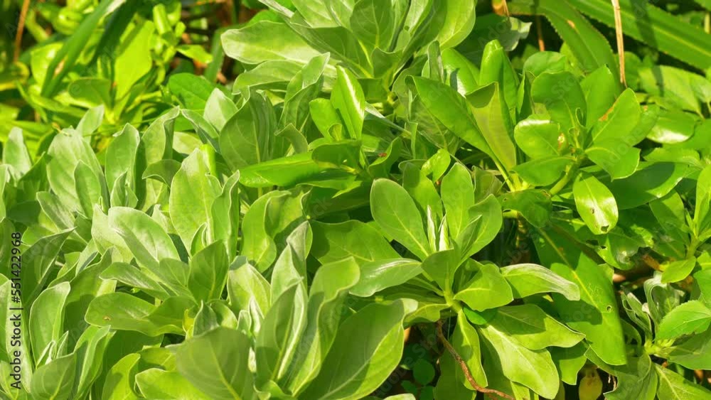tropical vegetation in rain forest, closeup of lush foliage in exotic forest, jungle greenery in subtropical environment, ecology concept tropical vegetation in rain forest, closeup of lush foliage in exotic forest, jungle greenery in subtropical environment, ecology concept