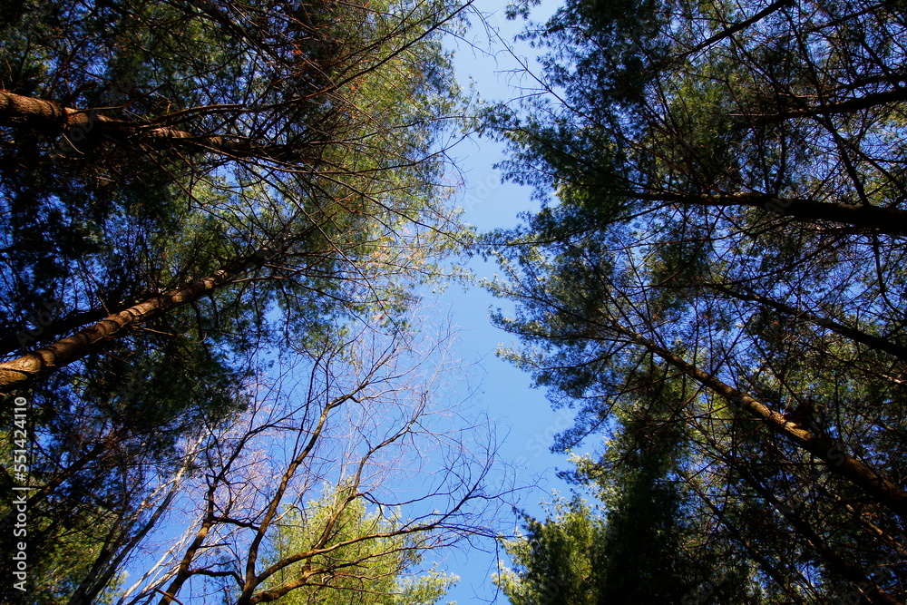 Tall Pines Area, Walnut Woods Metro Park, Groveport, Ohio Tall Pines Area, Walnut Woods Metro Park, Groveport, Ohio