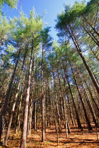 Tall Pines Area, Walnut Woods Metro Park, Groveport, Ohio photo