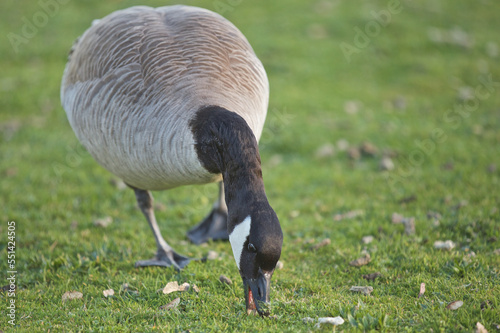 Canada goose eating on the grass © Alain Bechard