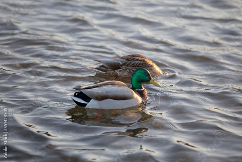 Male and female ducks on a pond © Alain Bechard