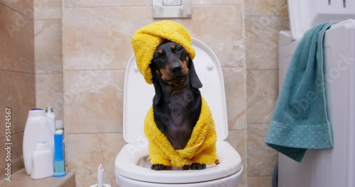 Cute dachshund dog in yellow terry robe and with a towel wrapped around its head like turban, it is sitting on toilet. Daily morning and evening hygiene procedures. Toilet training a puppy. photo