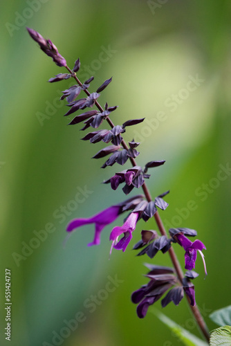 Purple plant on blurred background © Alain Bechard
