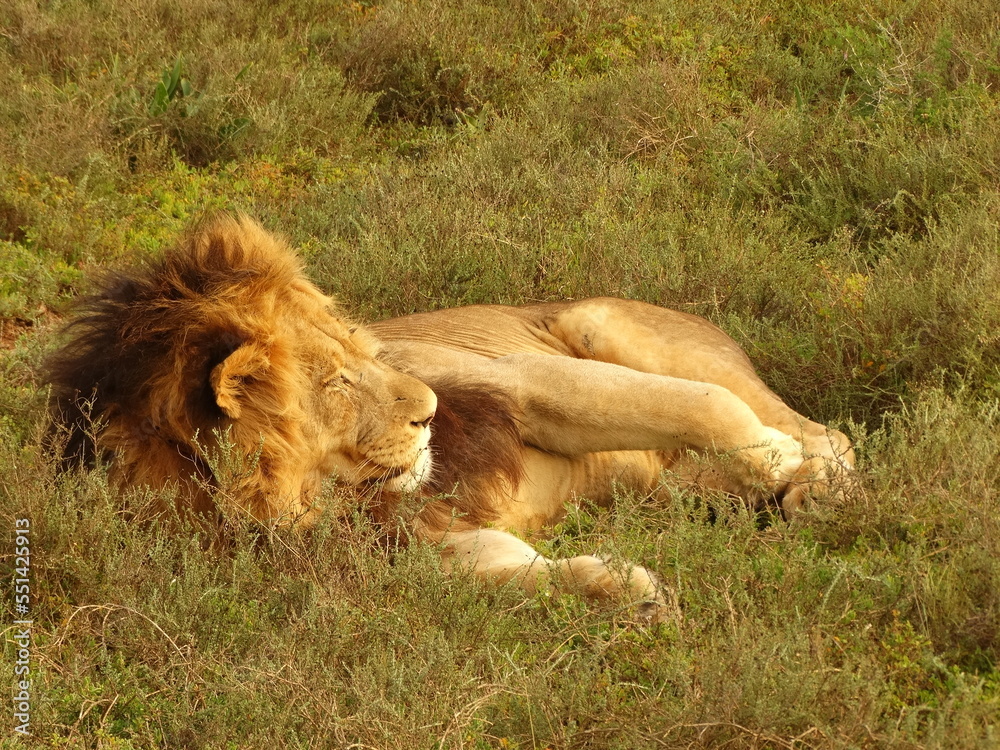 León Africano León Africano