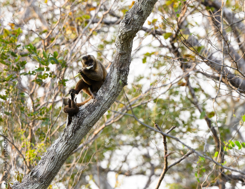 Wild black-striped capuchin monkey also known as the bearded capuchin in the trees photo