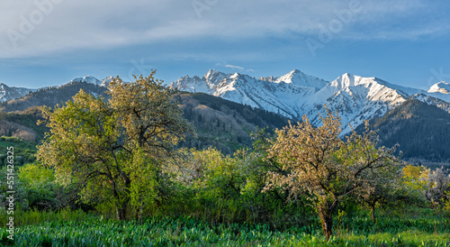 Wild apple trees bloom near Almaty (Kazakhstan) against the backdrop of a mountain range. Kazakhstan is considered the birthplace of all apple trees in the world.