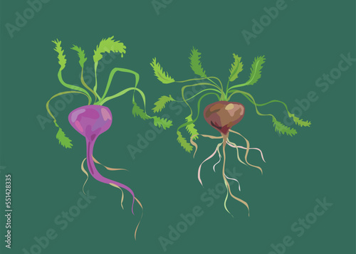  peruvian maca plants vector illustration