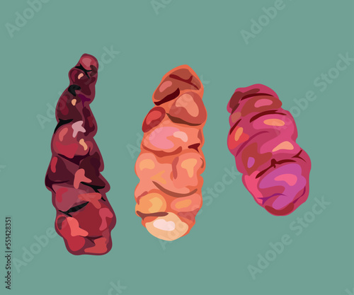 peruvian oca vector illustration